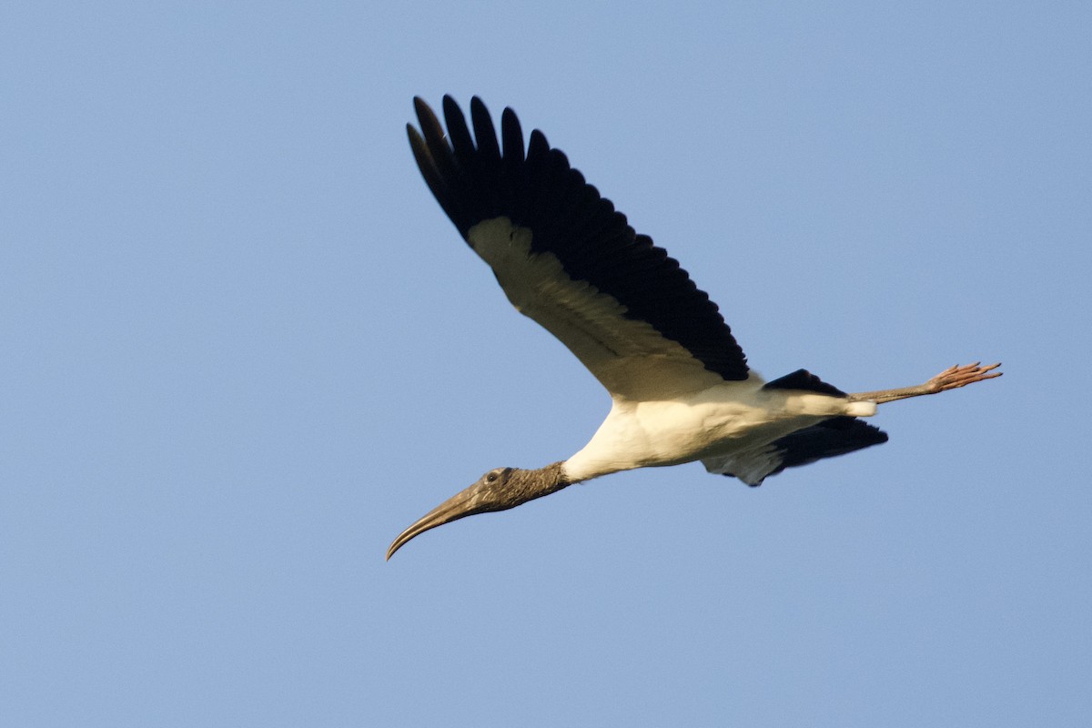 Wood Stork - ML621868560