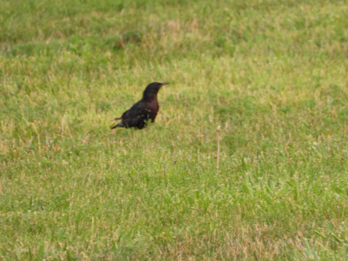 European Starling - ML621868561