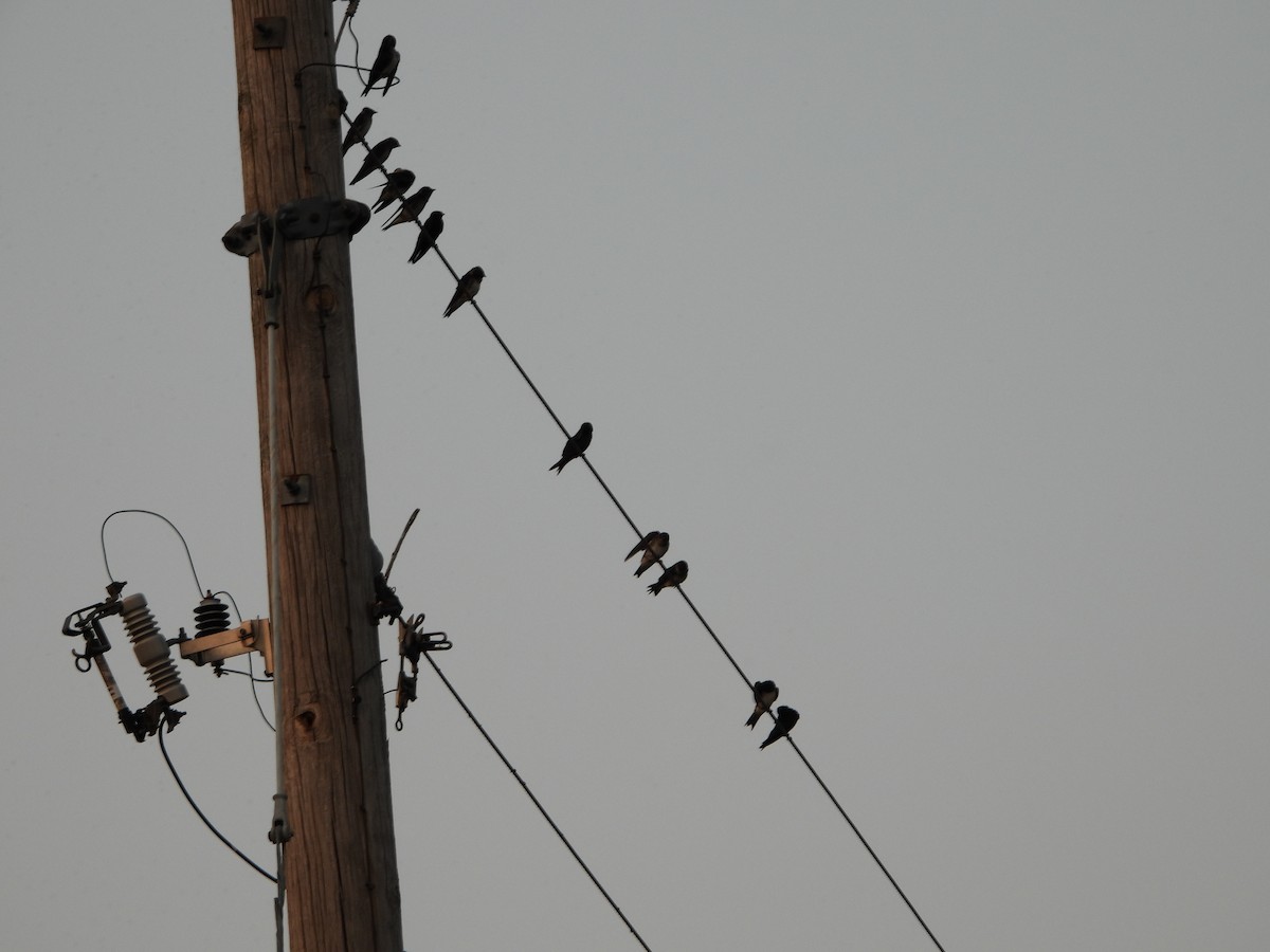 Purple Martin - ML621868571