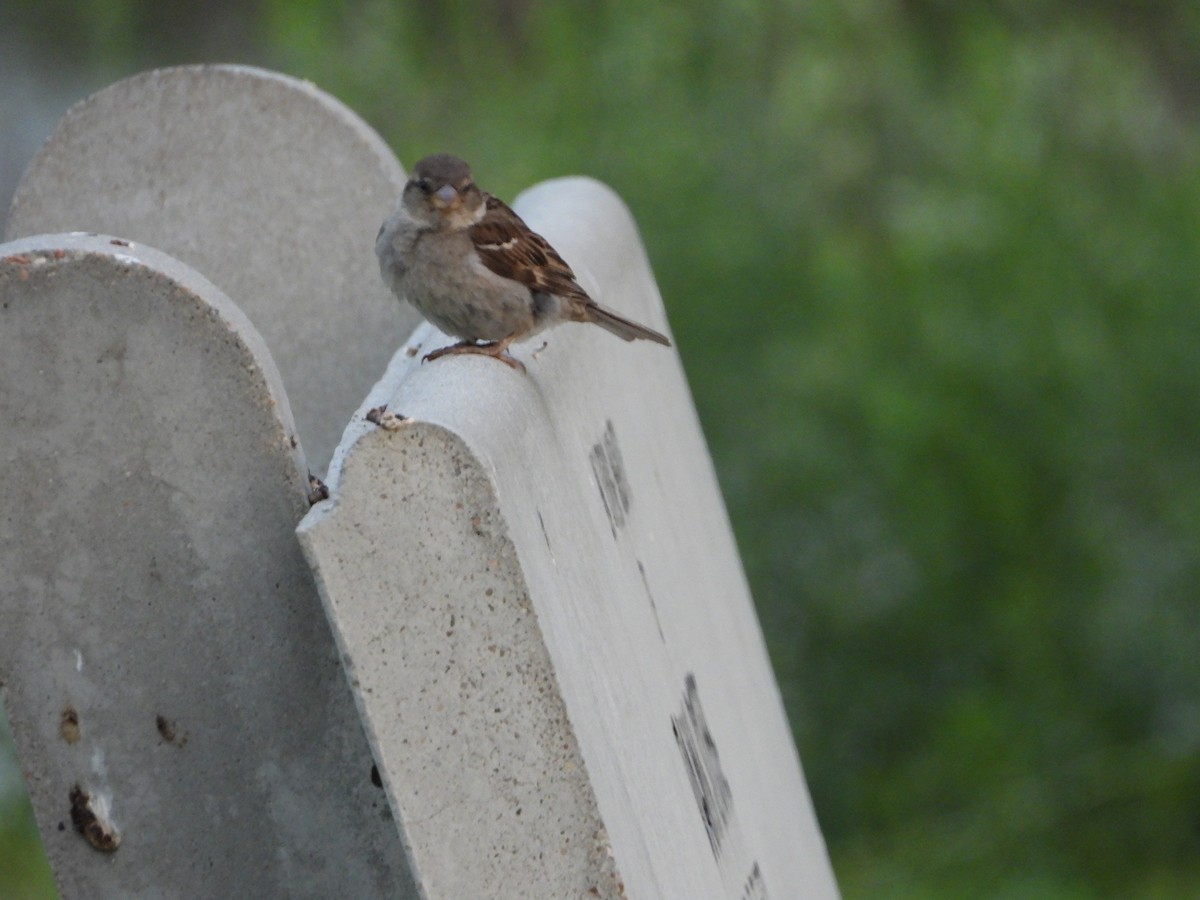 House Sparrow - ML621868597