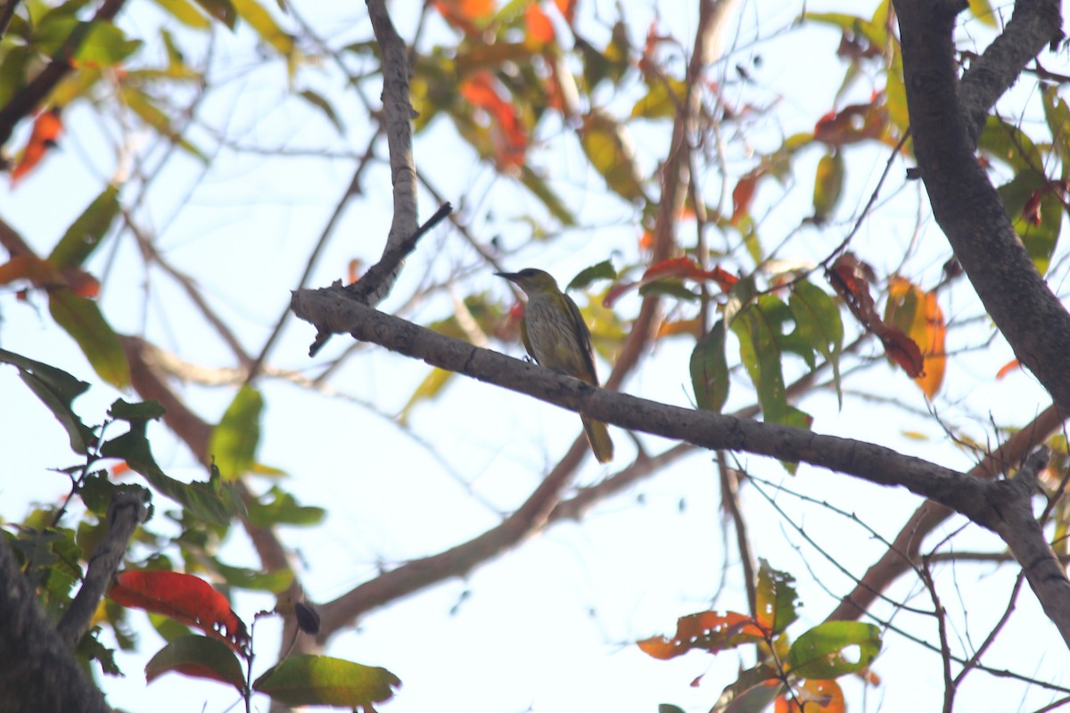 Indian Golden Oriole - Marsh Alphonso