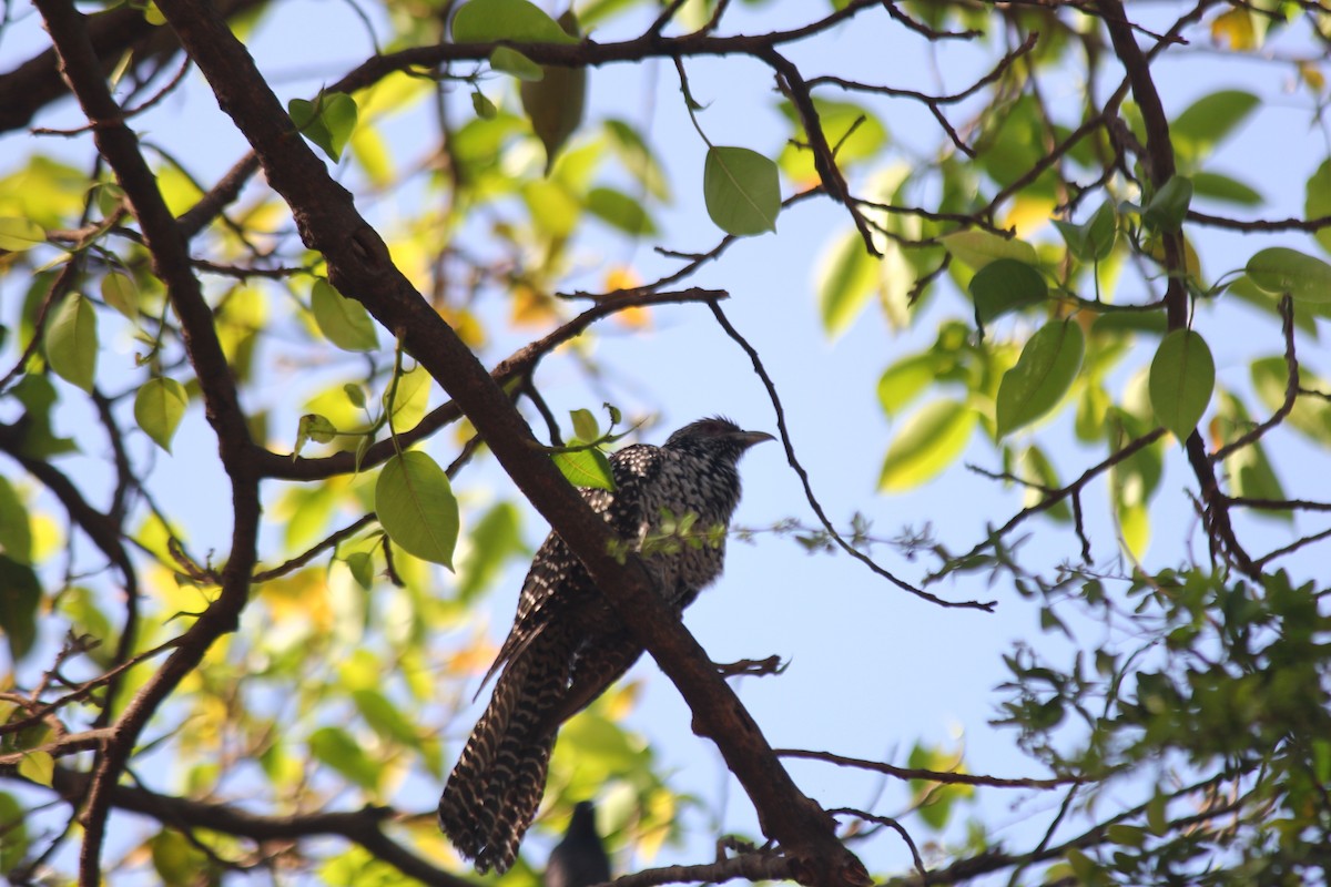 Asian Koel - ML621868610