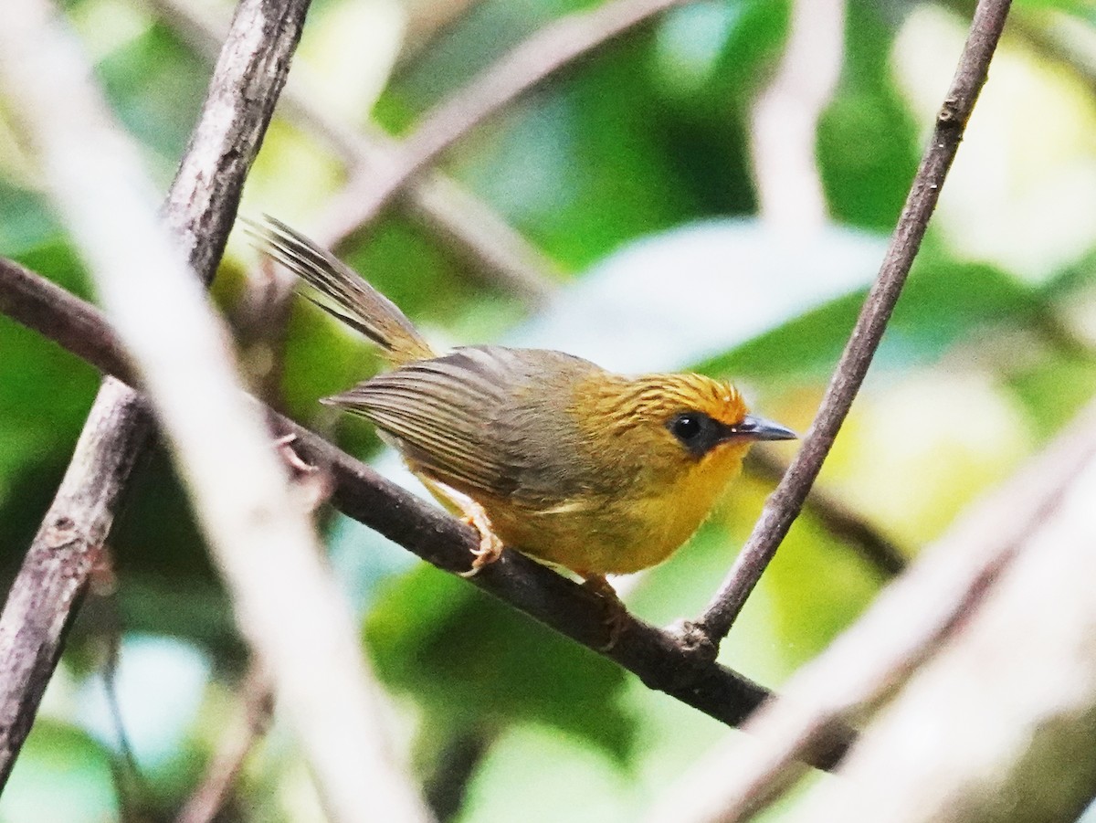 Golden Babbler - ML621868640