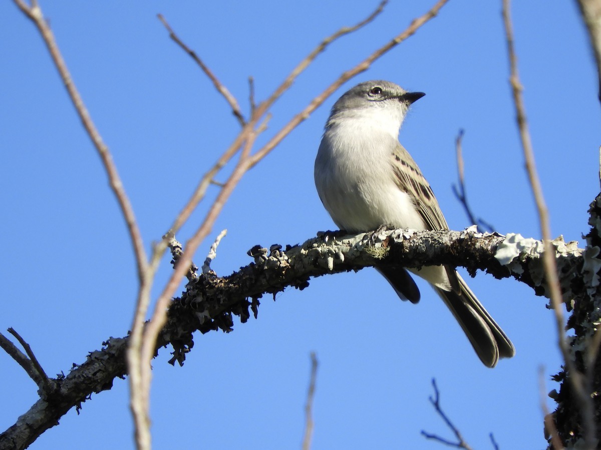 Suiriri Flycatcher - ML621868663