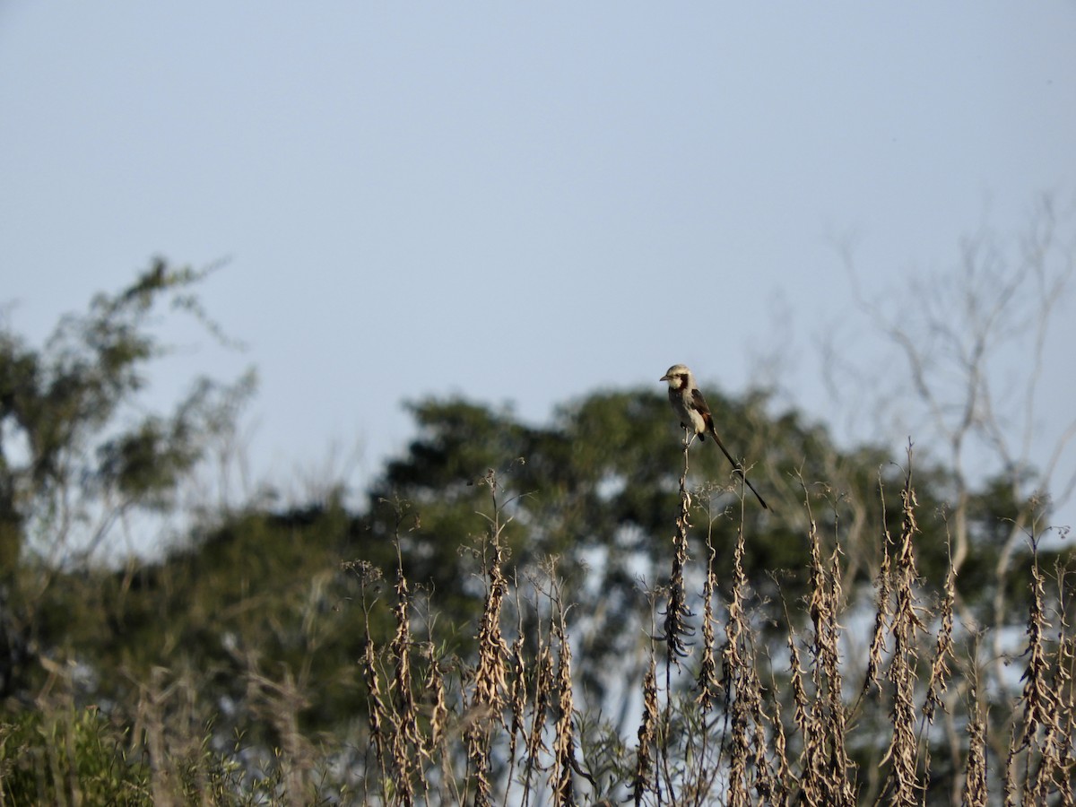 Streamer-tailed Tyrant - Franco Palandri