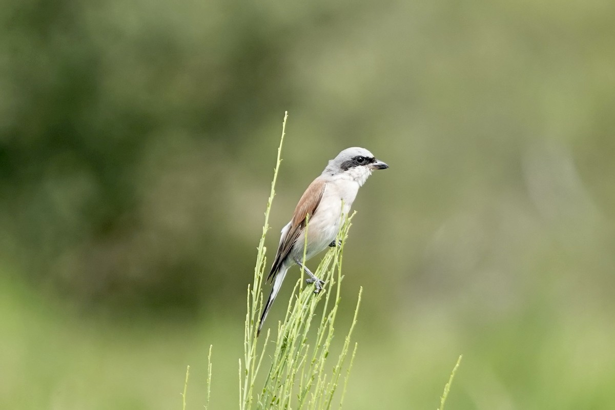 Red-backed Shrike - ML621868671