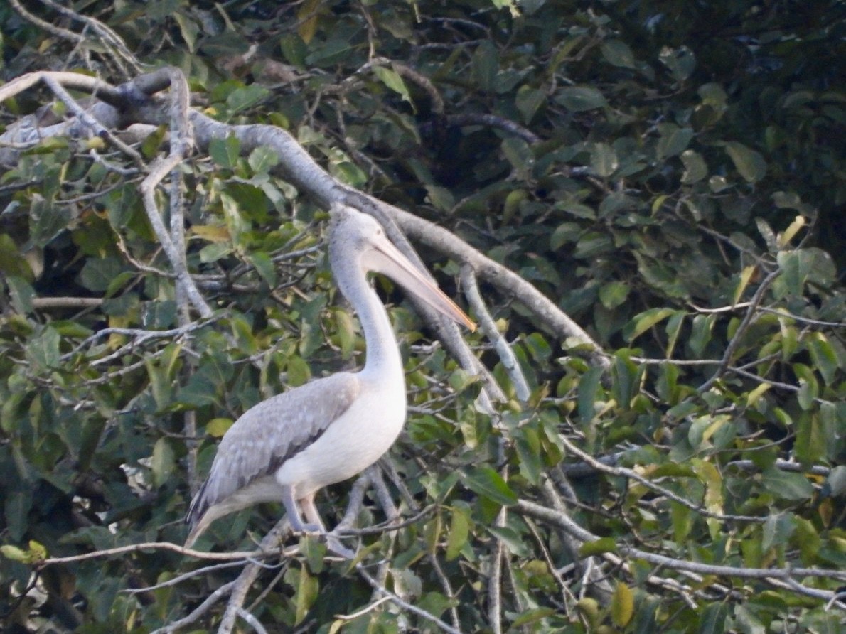 Spot-billed Pelican - Monika Czupryna