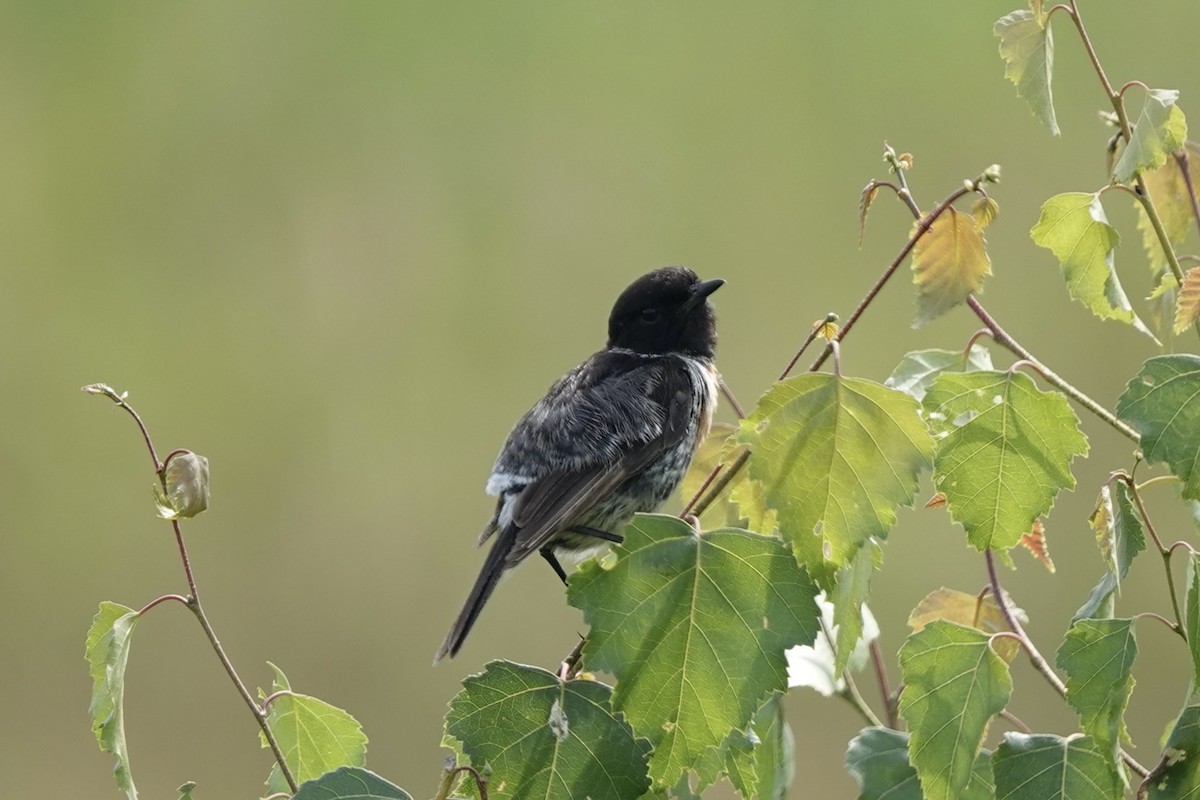 European Stonechat - ML621868687