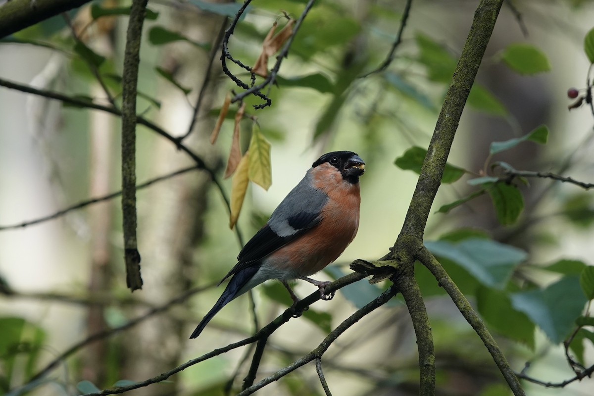 Eurasian Bullfinch - Karin Karmann