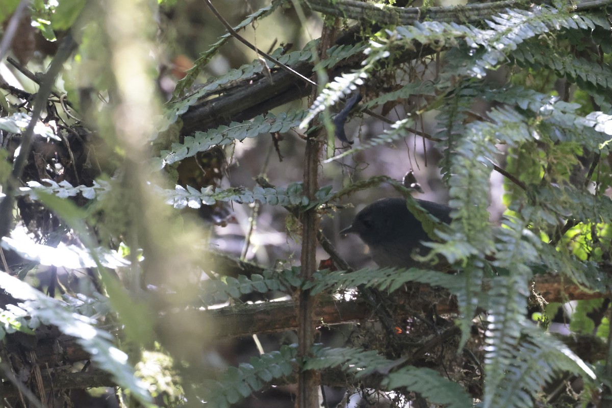 Trilling Tapaculo - ML621868711