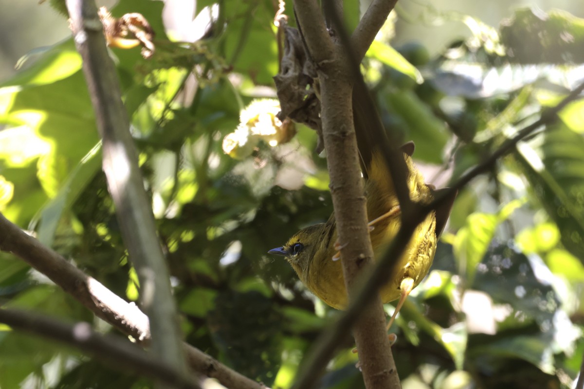 Pale-legged Warbler - ML621868718