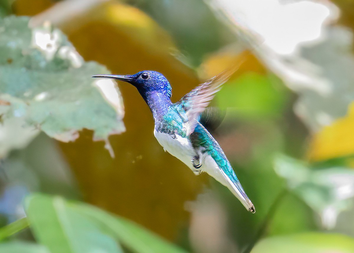 White-necked Jacobin - ML621868755