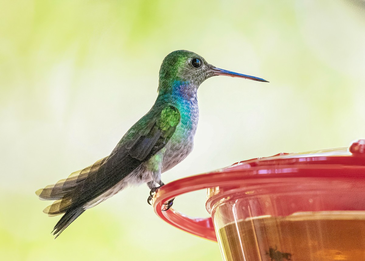 White-necked Jacobin - ML621868758