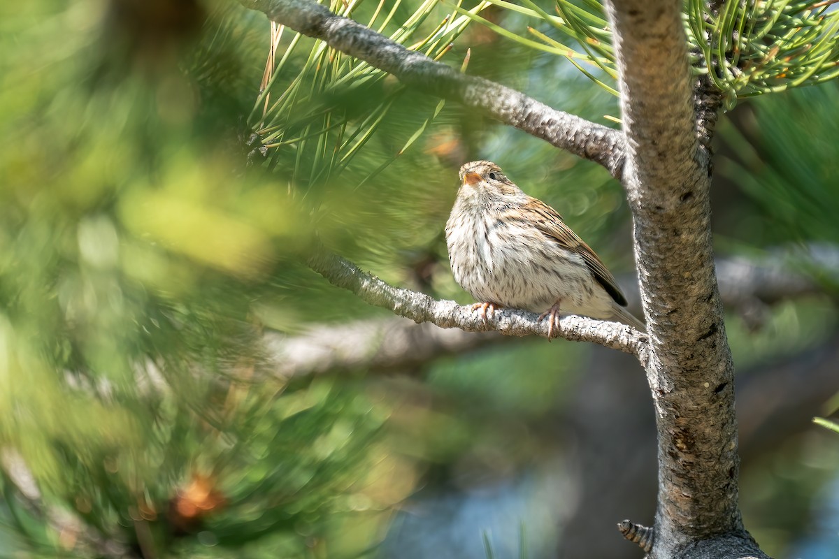 Brewer's Sparrow - ML621868788