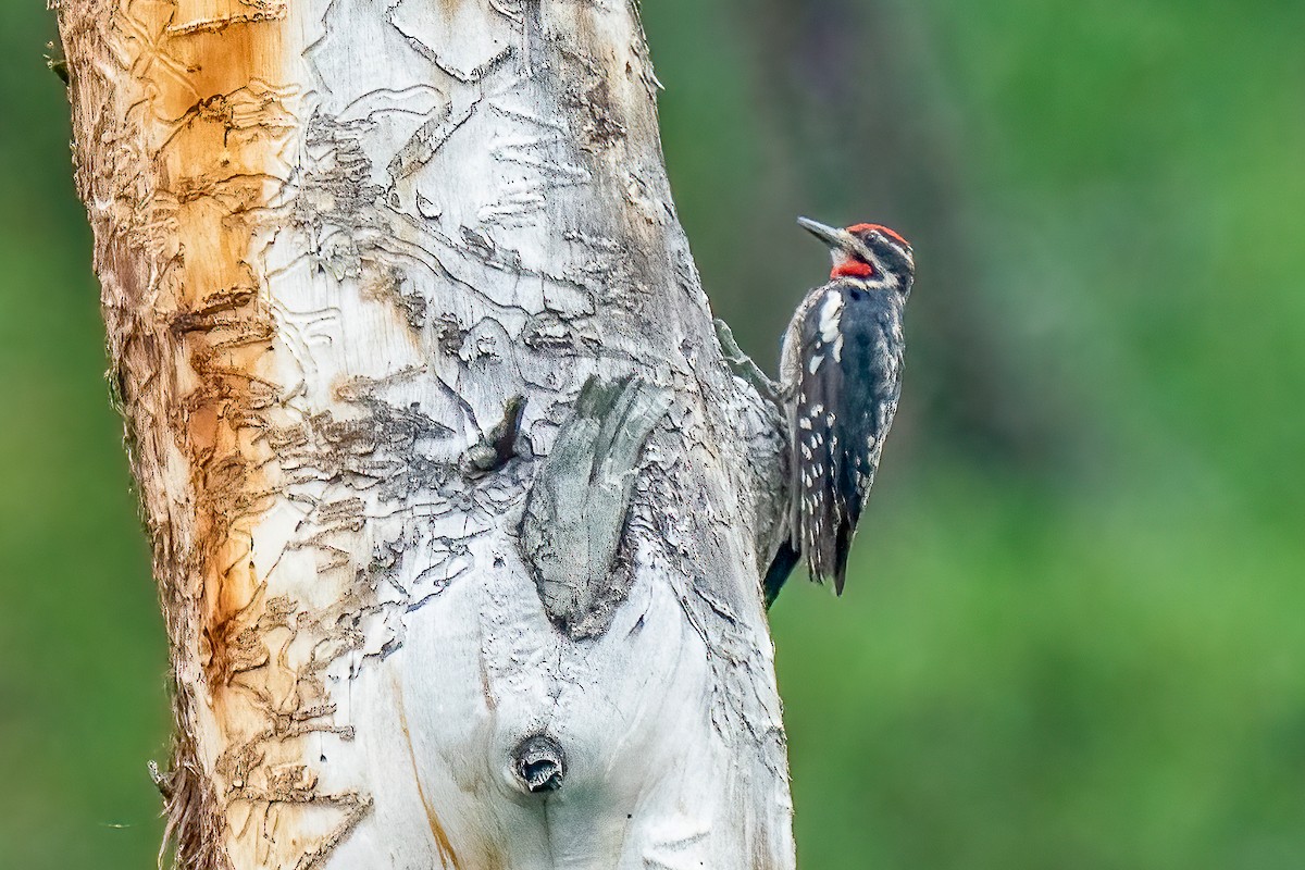 Red-naped Sapsucker - Pam Bruns & Ken Smith