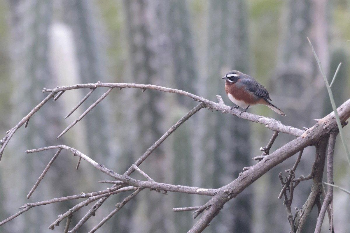 Black-and-chestnut Warbling Finch - ML621868895