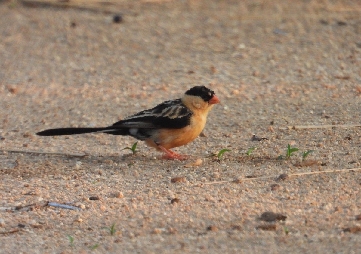 Shaft-tailed Whydah - Jack Morgan