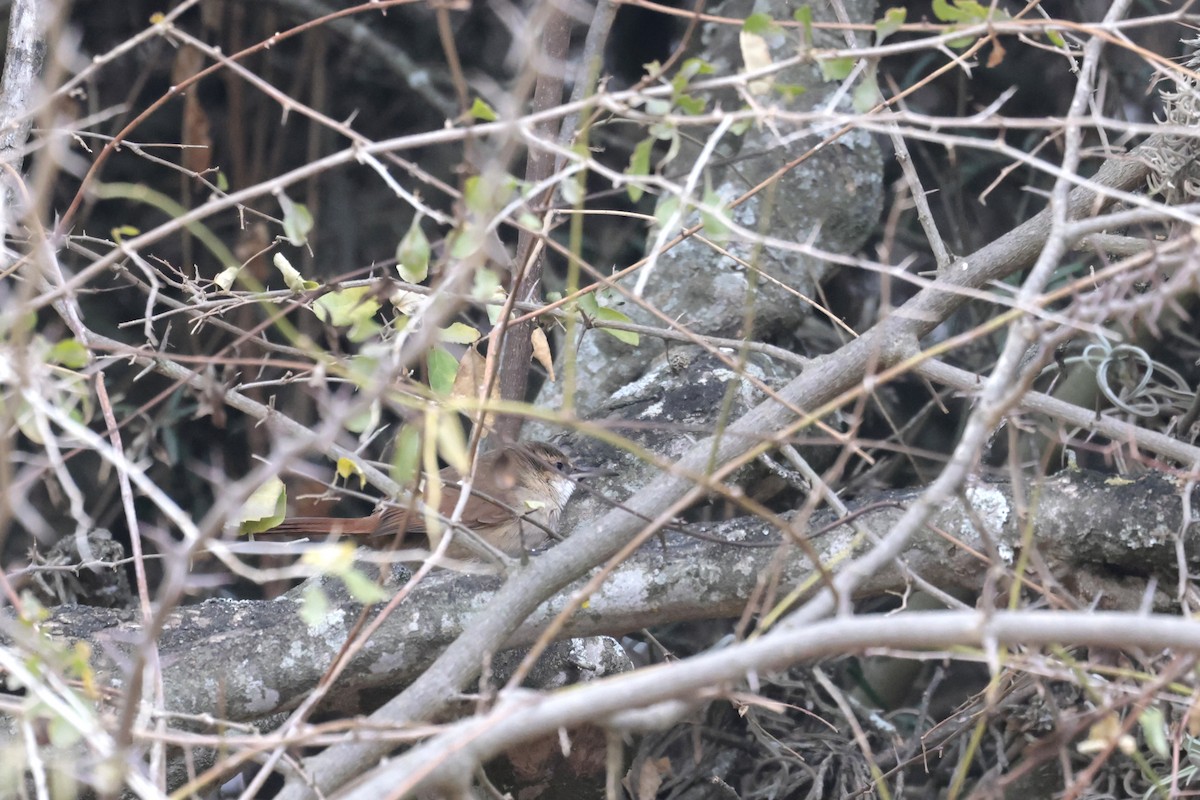 Bolivian Earthcreeper - ML621868954