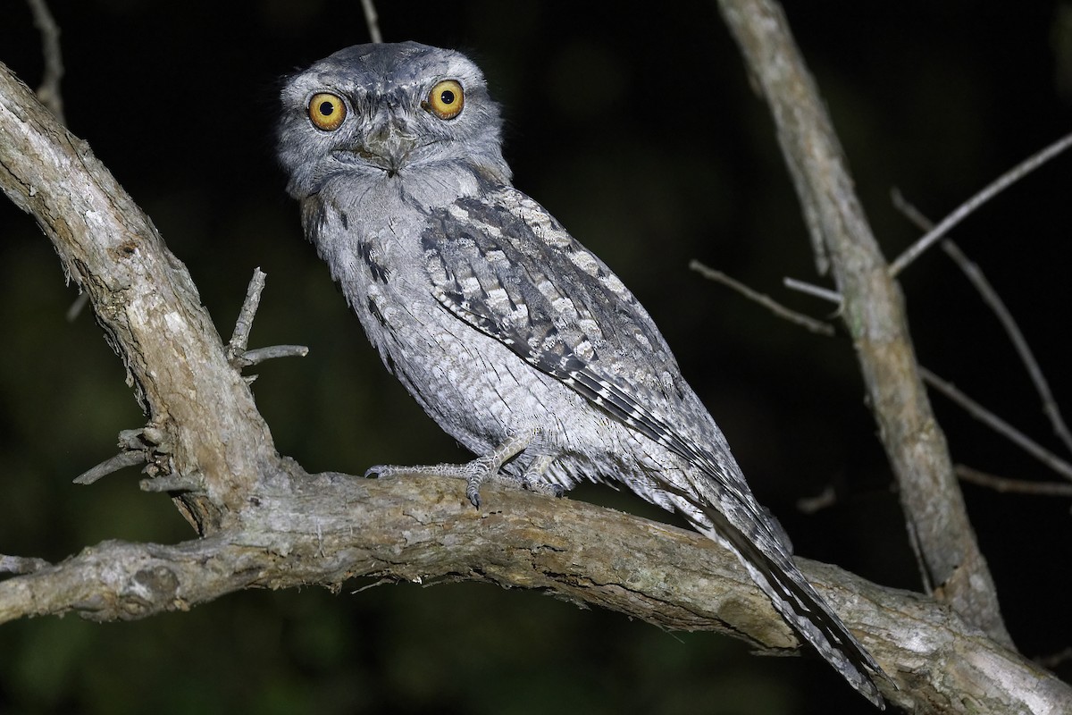 Tawny Frogmouth - ML621868958