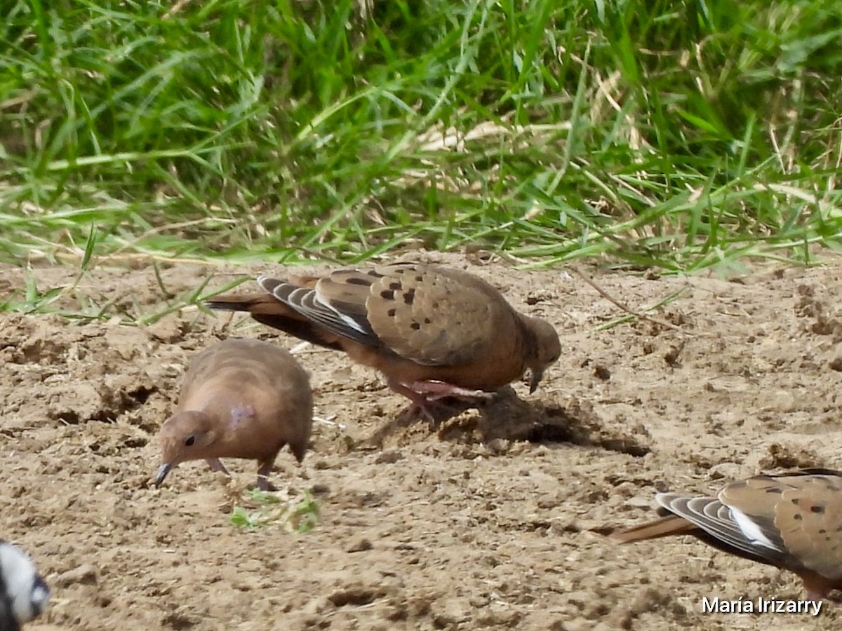 Zenaida Dove - ML621868994