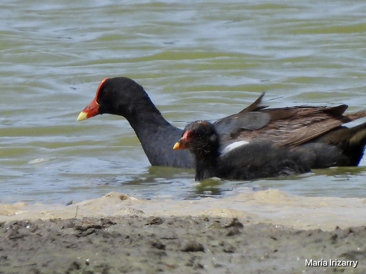 Common Gallinule - ML621868999