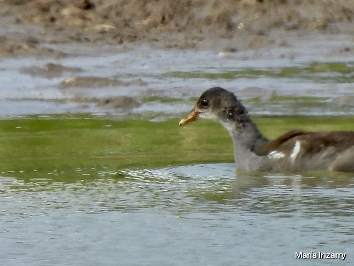 Common Gallinule - ML621869001