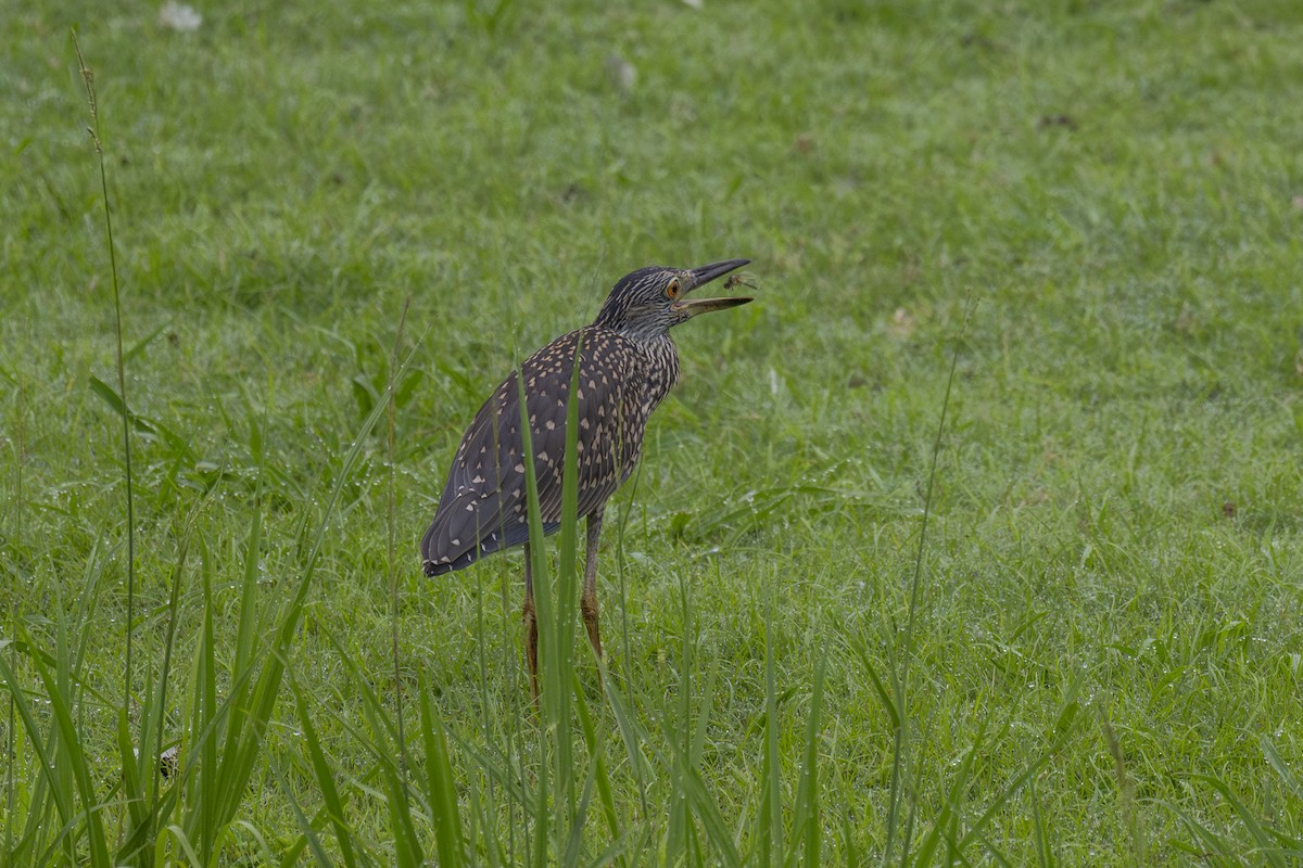 Yellow-crowned Night Heron - David Joiner