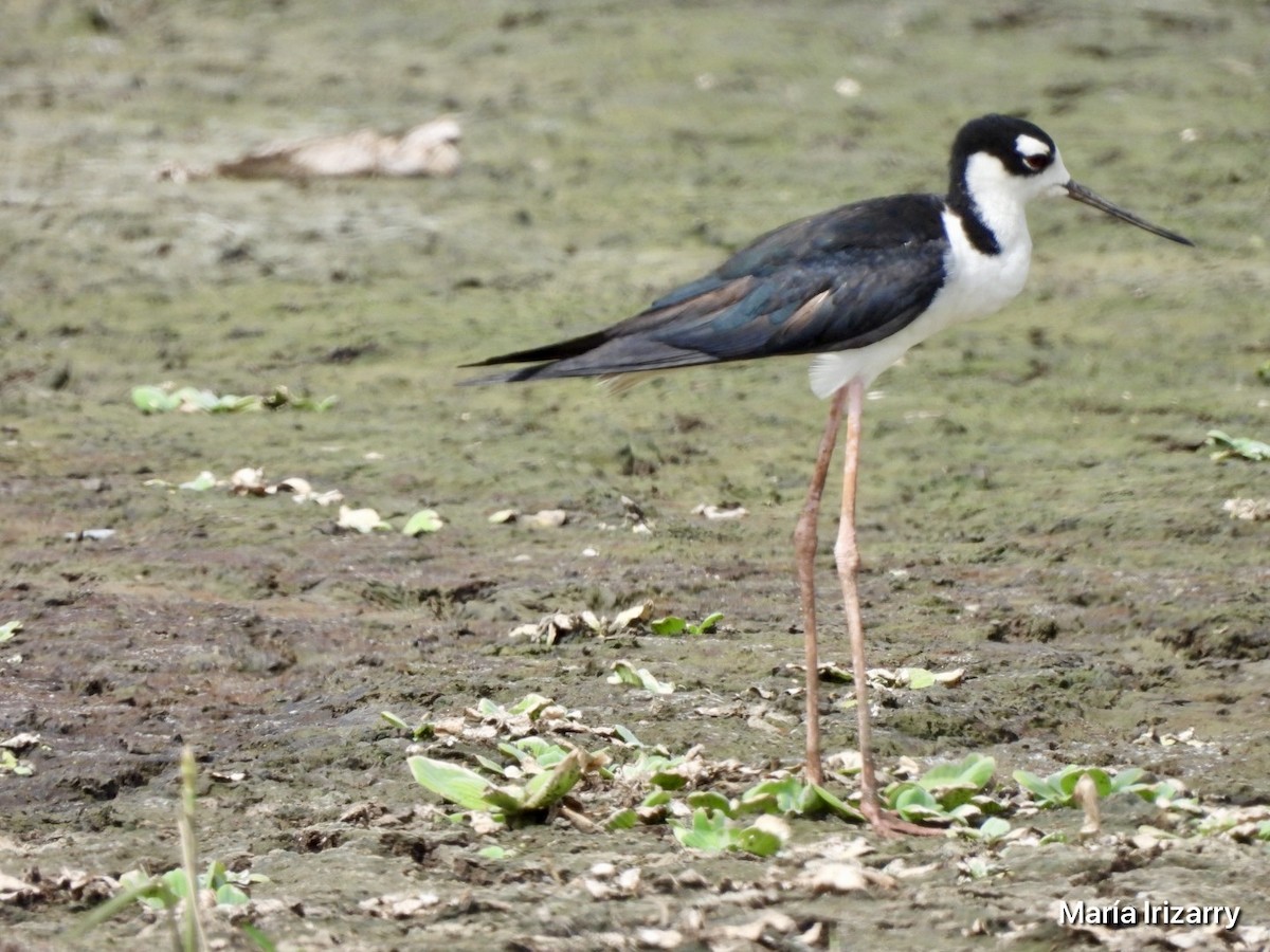 Black-necked Stilt - ML621869014