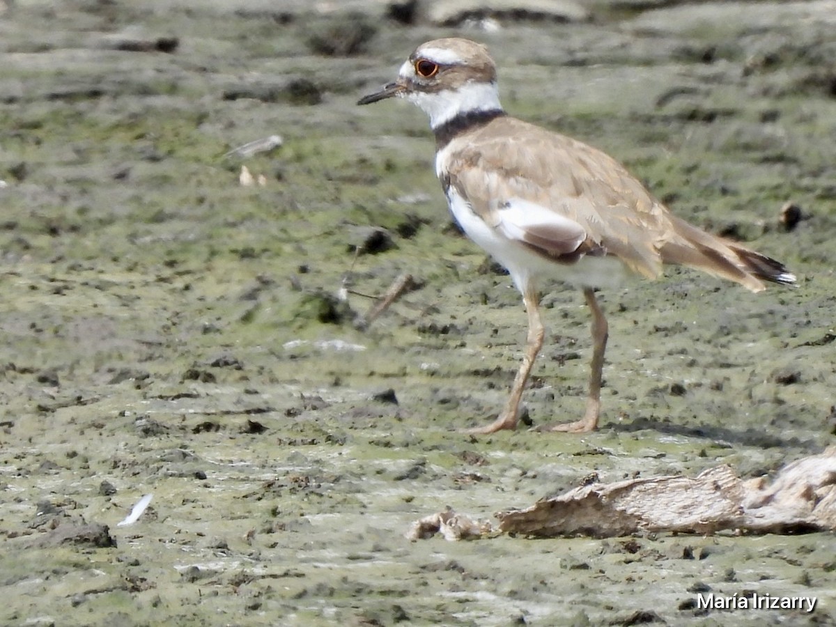 Killdeer - ML621869022