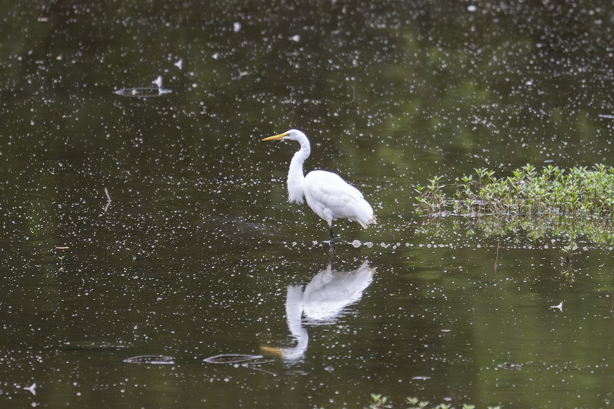 Great Egret - David Joiner