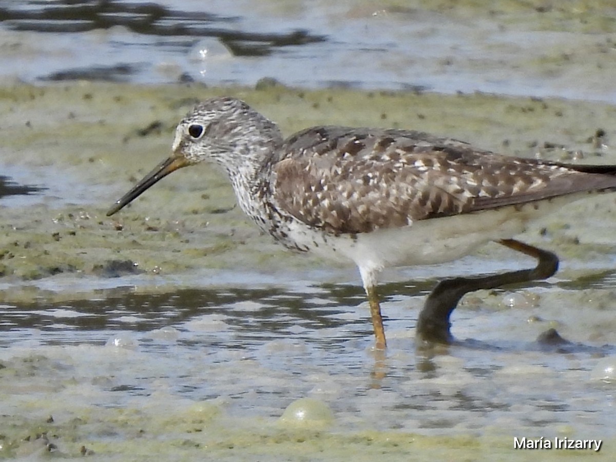 Lesser Yellowlegs - Maria del R Irizarry Gonzalez