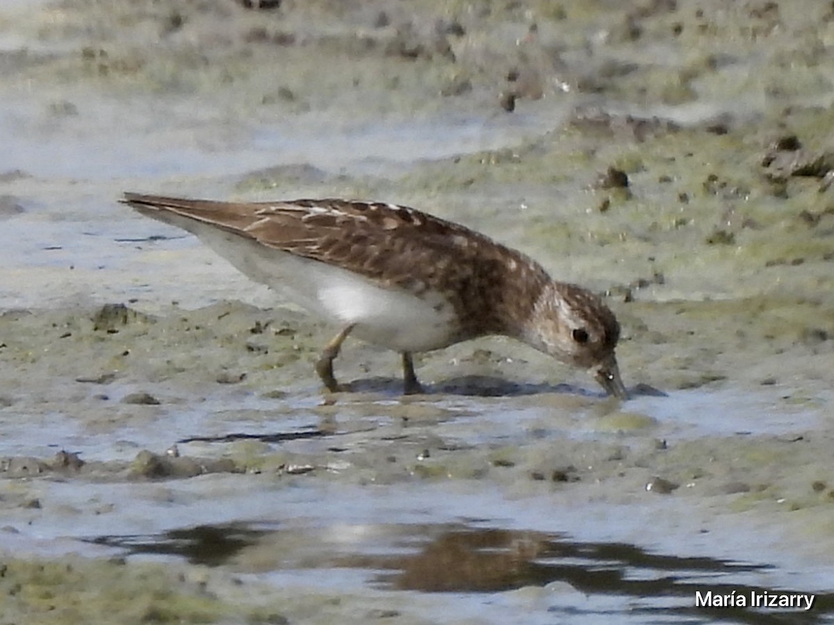 Least Sandpiper - ML621869032