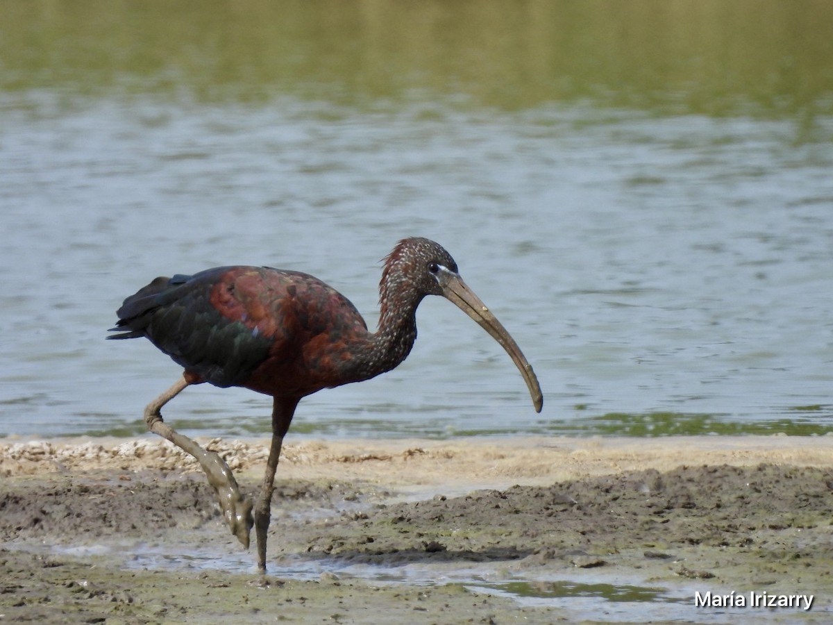 Glossy Ibis - ML621869037