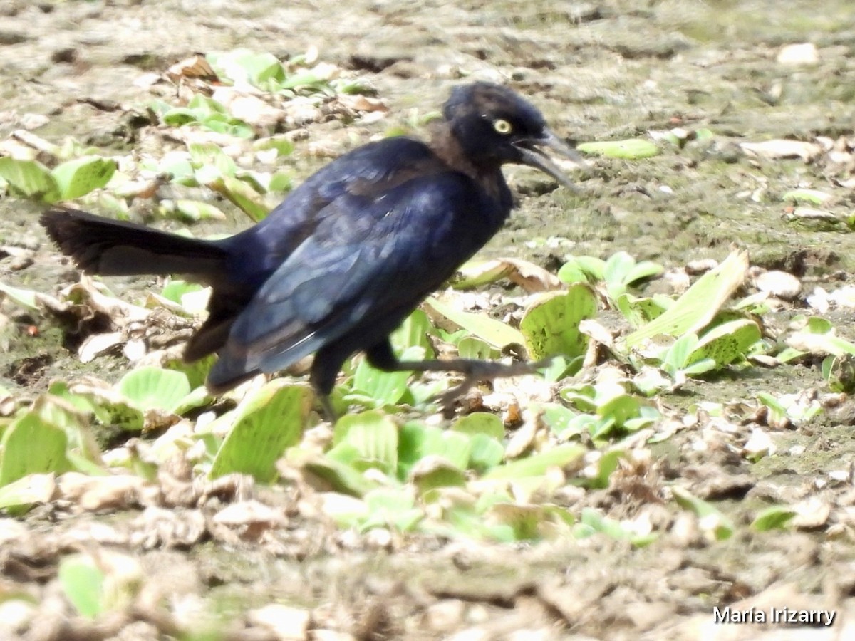 Greater Antillean Grackle - ML621869038