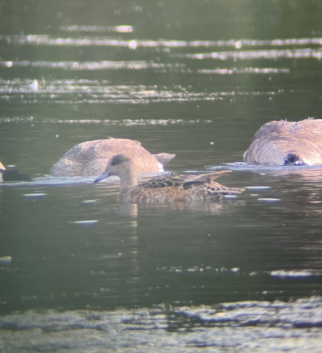 American Wigeon - ML621869041