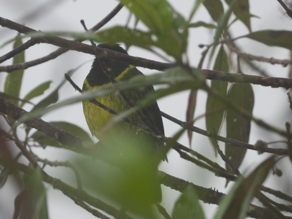 Green-and-black Fruiteater (Green-and-black) - ML621869047