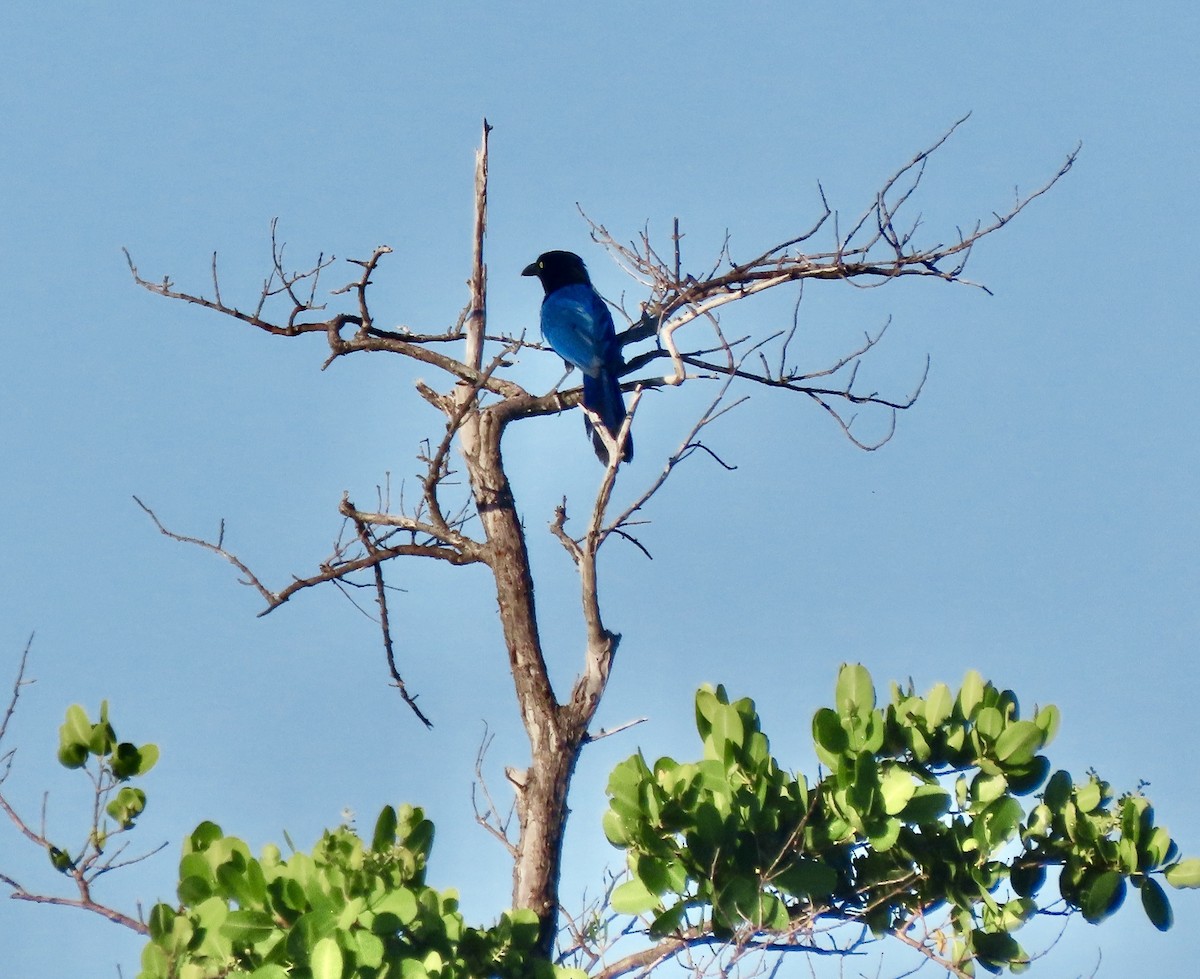 San Blas Jay - ML621869048