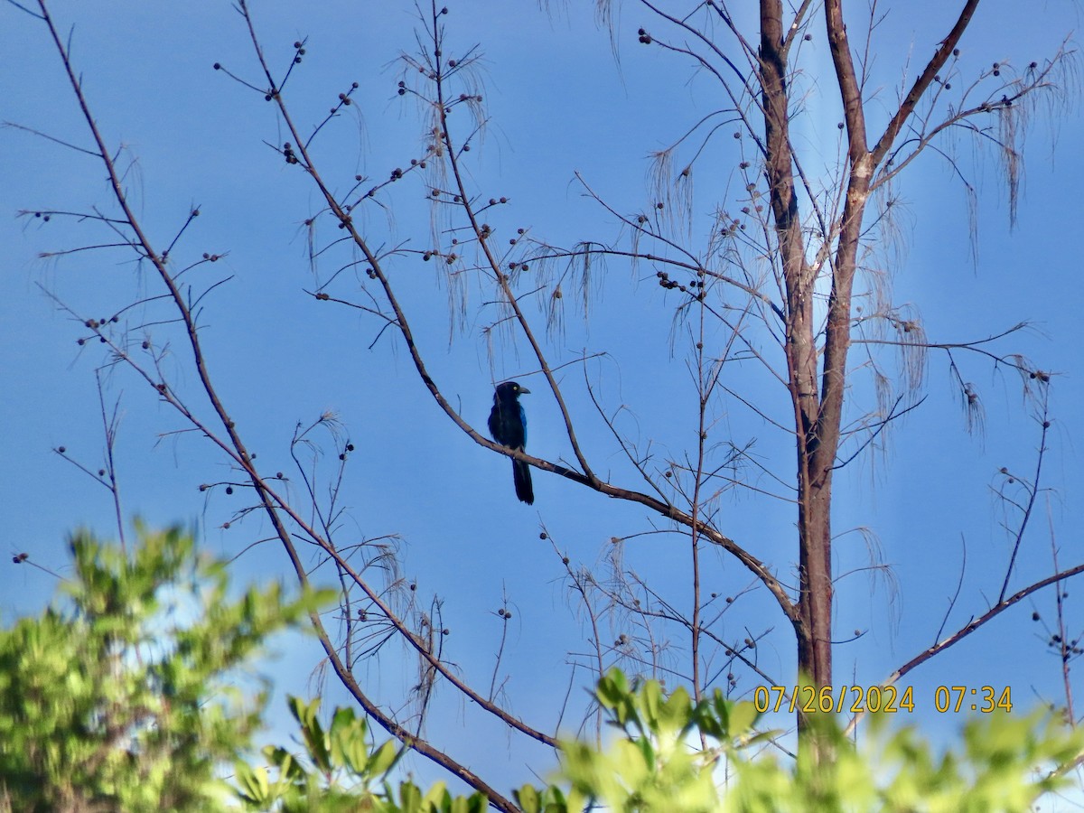 San Blas Jay - ML621869049