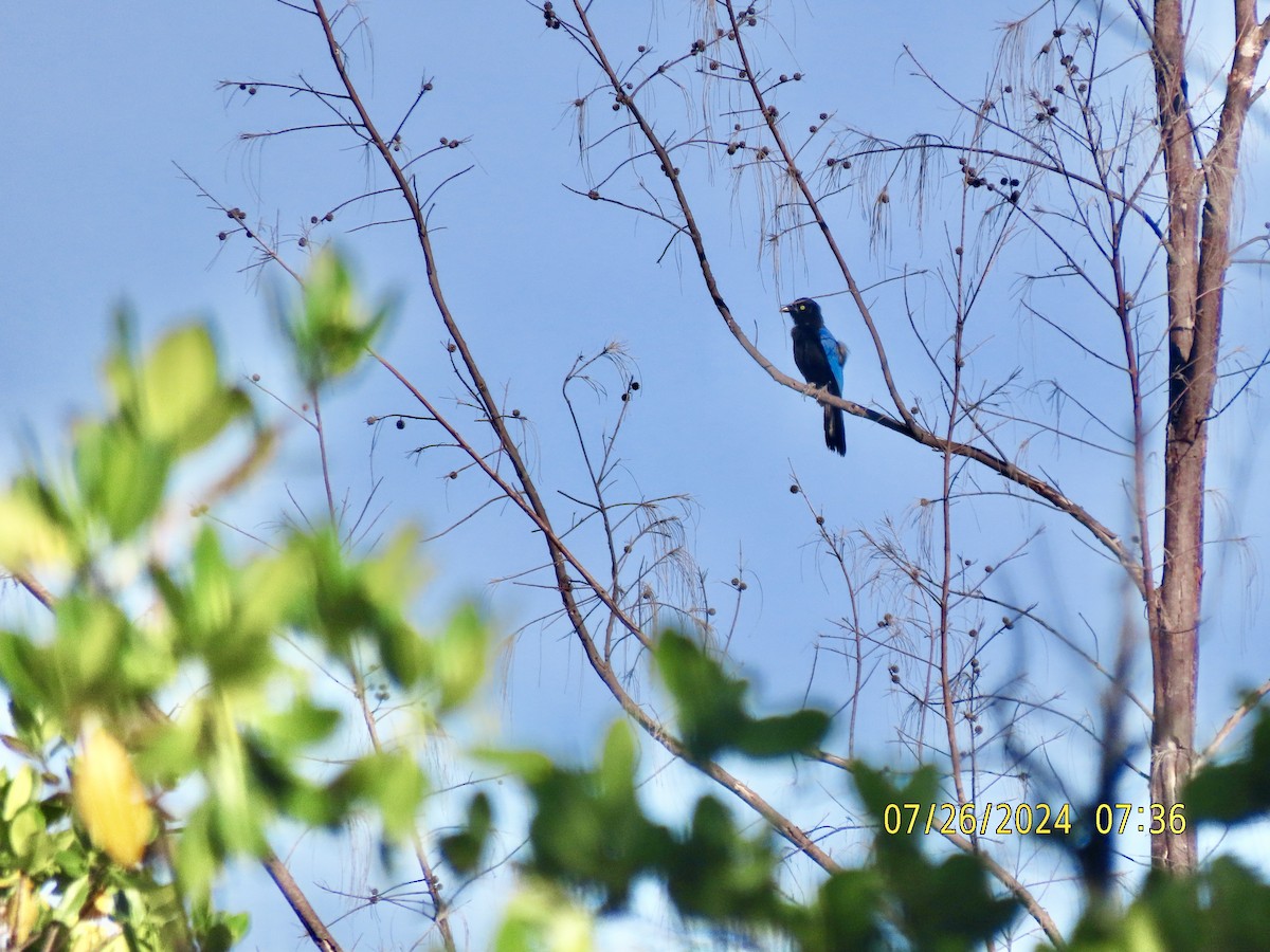 San Blas Jay - ML621869050