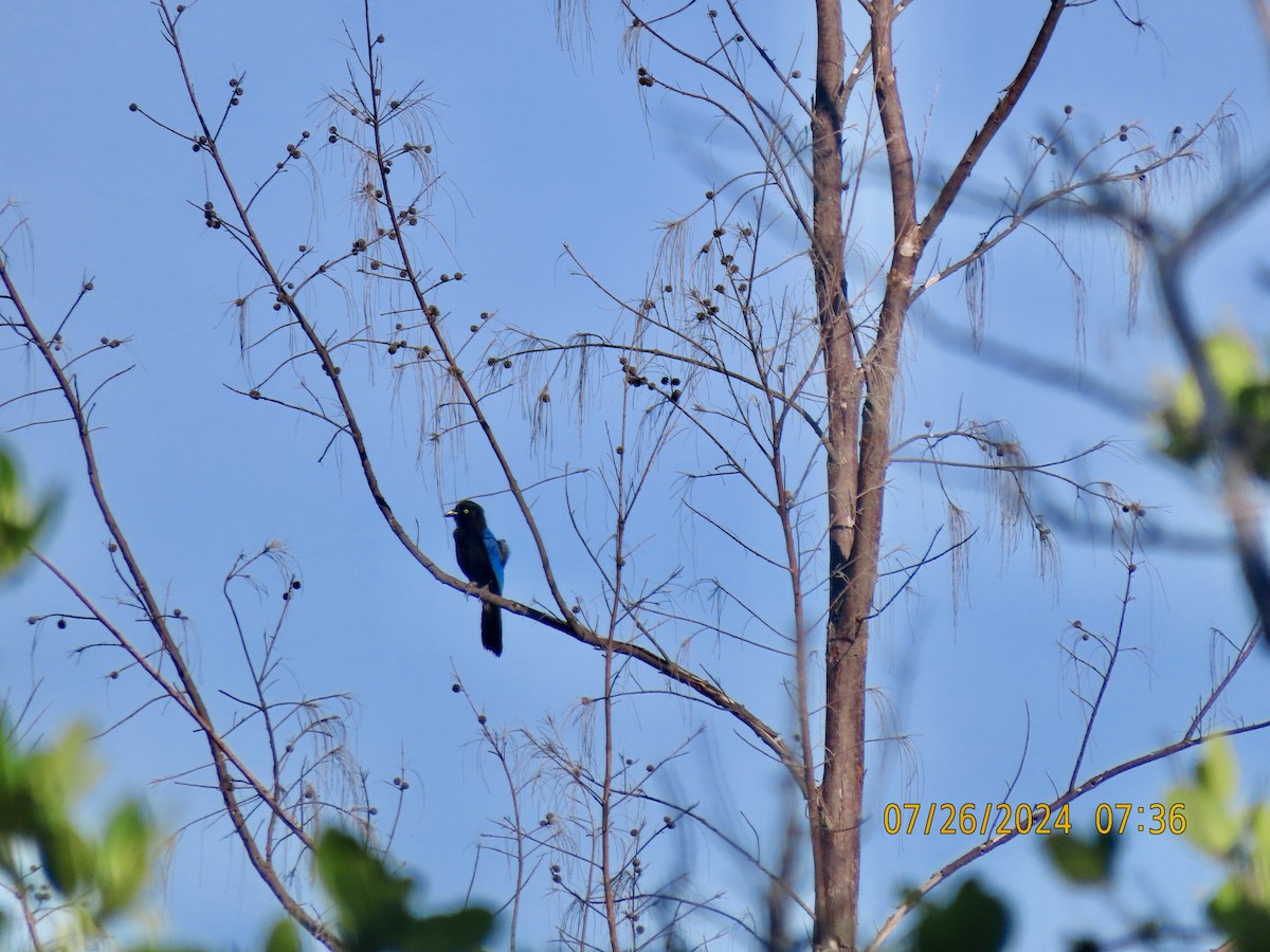 San Blas Jay - ML621869051