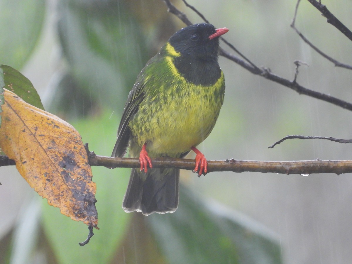 Green-and-black Fruiteater (Green-and-black) - ML621869068