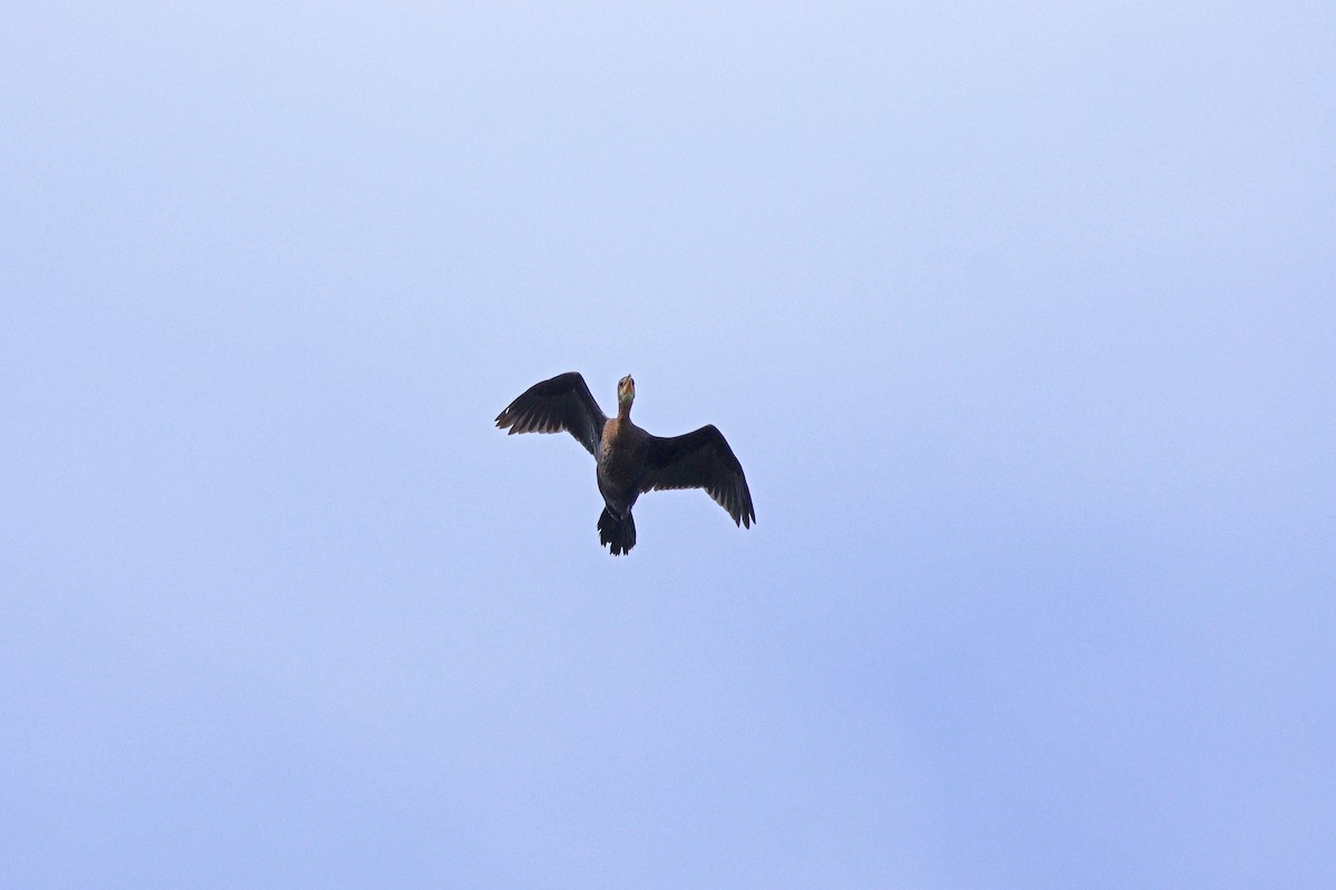 Pygmy Cormorant - ML621869138