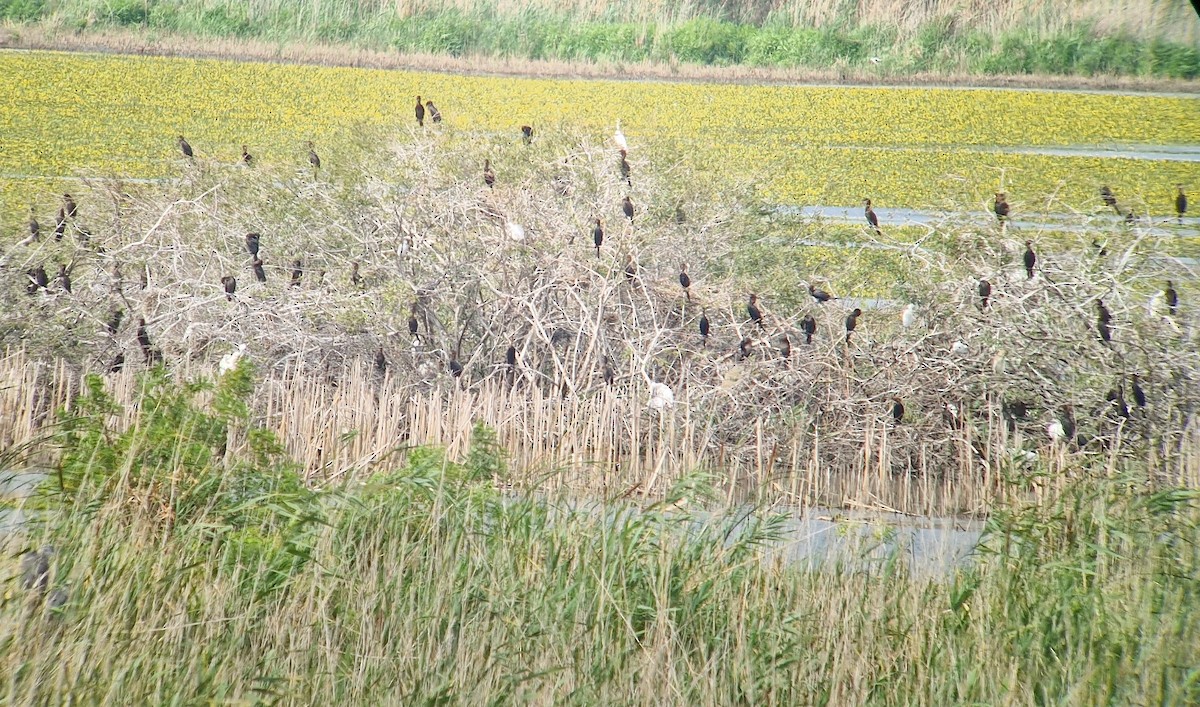 Pygmy Cormorant - ML621869141