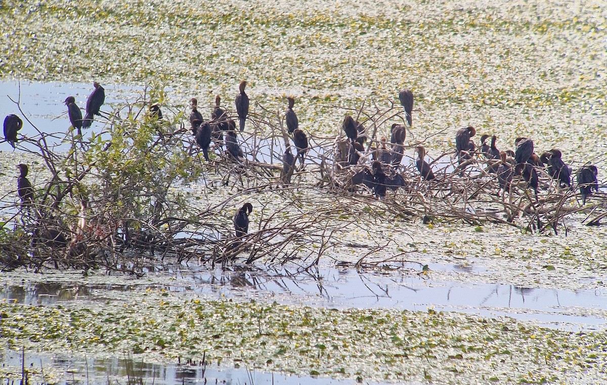 Pygmy Cormorant - ML621869142