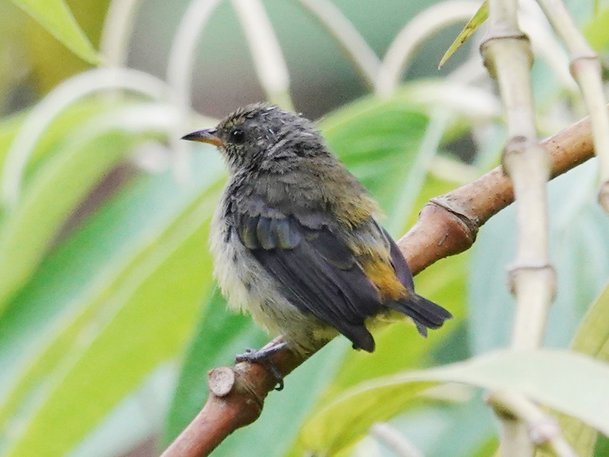 Orange-bellied Flowerpecker - ML621869155