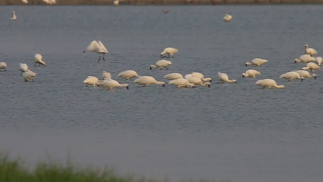 クロツラヘラサギ - ML621869161