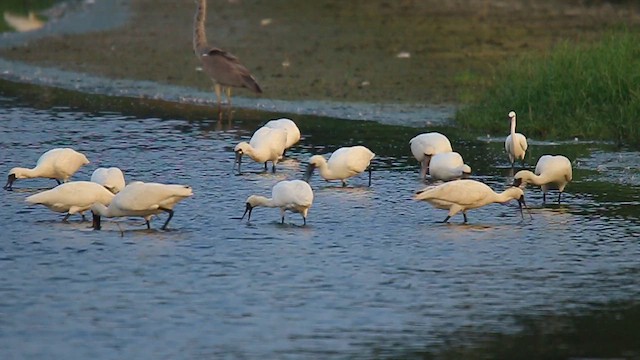 クロツラヘラサギ - ML621869163