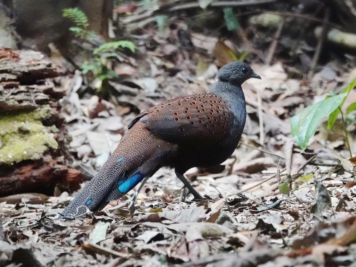 Mountain Peacock-Pheasant - ML621869164