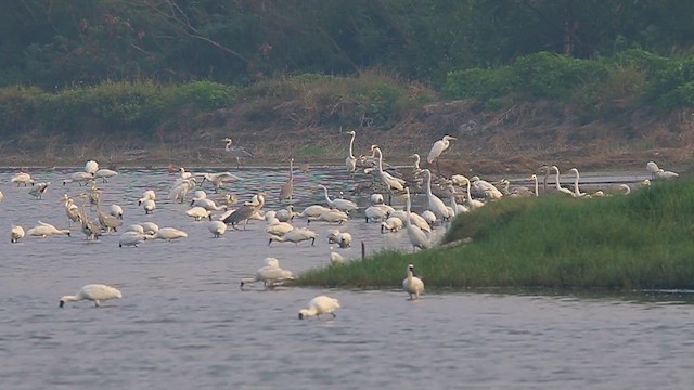 クロツラヘラサギ - ML621869165