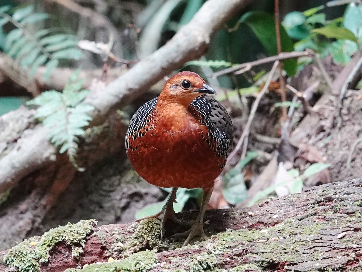 Ferruginous Partridge - ML621869175